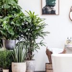 Si estas pensando en dar un toque natural y acogedor a tu casa las plantas son la mejor solución
